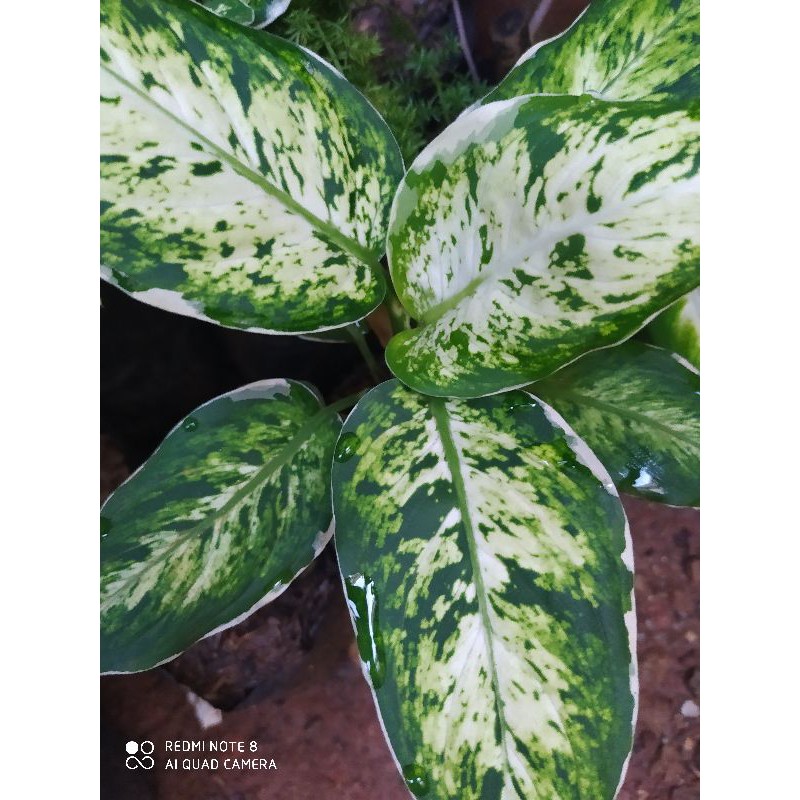 Tanaman Hias Bunga Aglonema Sparkle Sri Rejeki