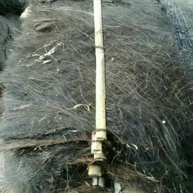 Ijuk kakaban(pengembangbiakan ikan)