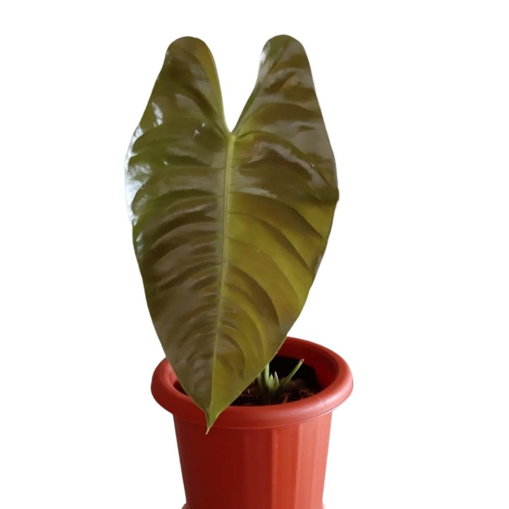 Tanaman Hias Anthurium Veitchii Hybrid