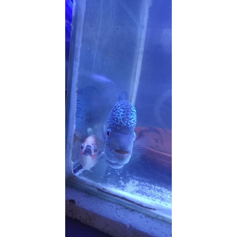 LOHAN_BURAYAK_KAMFA_CENCU_SIZE_3cm