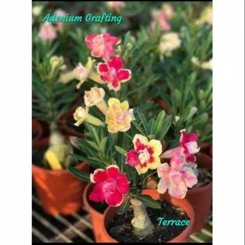 adenium tumpuk - bibit adenium tumpuk terrace