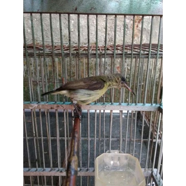 burung konin betina