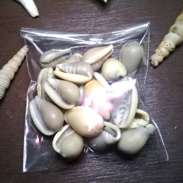 Kerang laut/kuwuk ukuran sedang bahan craft