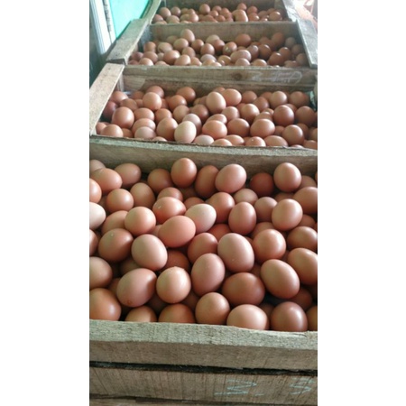

telur ayam negeri