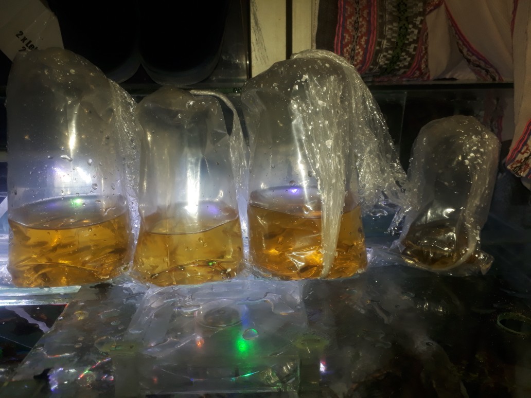 Glowlight Tetra Neon Api