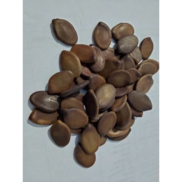 Biji Parica/Parika/Solobium/farika