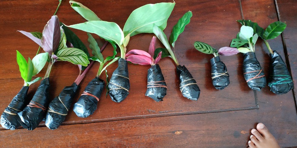 Paket Tanaman Hias Calathea ( Murah )