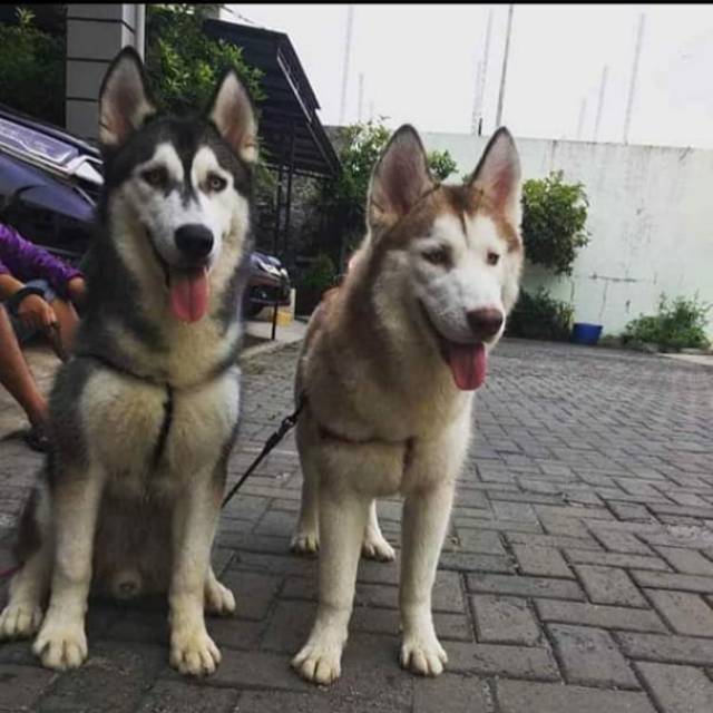 prichillagueertruidarambitan