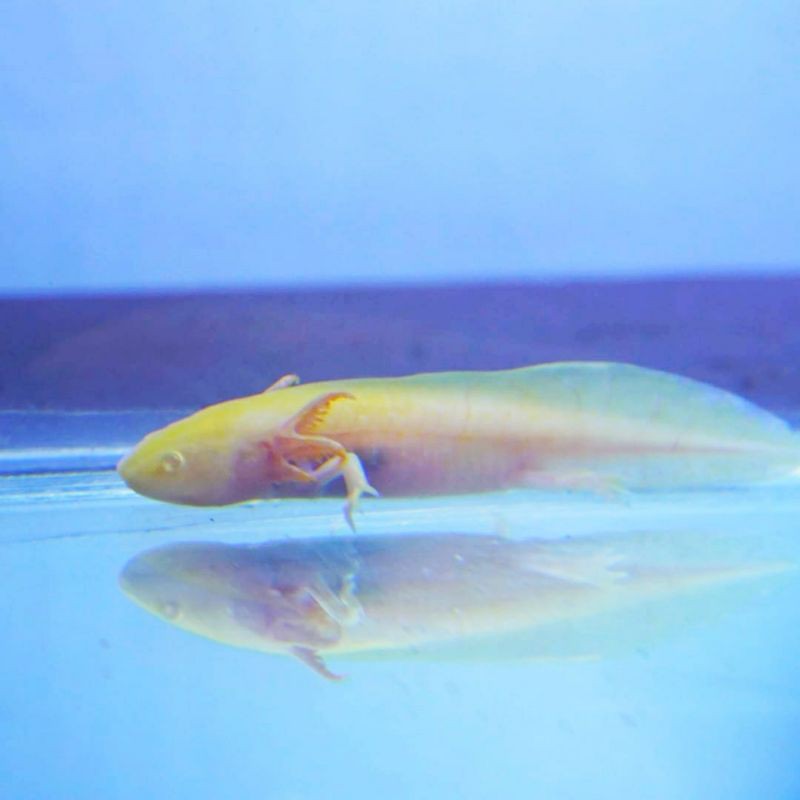 AXOLOTL GOLD KUNING JUVE SALAMANDER IKAN HIAS HIASAN AQUARIUM WALKINGFISH DRAGONFISH