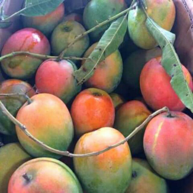 

BUAH MANGGA GEDONG MAJALENGKA