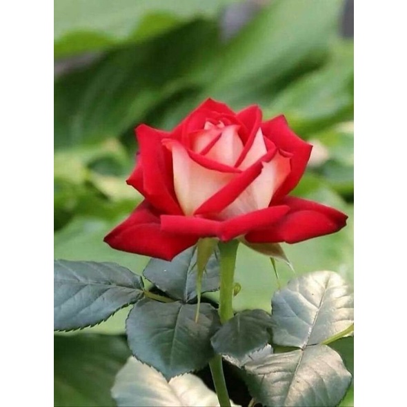 Tanaman Hidup Bunga Mawar Import RED VANILA-RED PASSION-mawar cantik-Mawar merah-Mawar murah-Bunga m