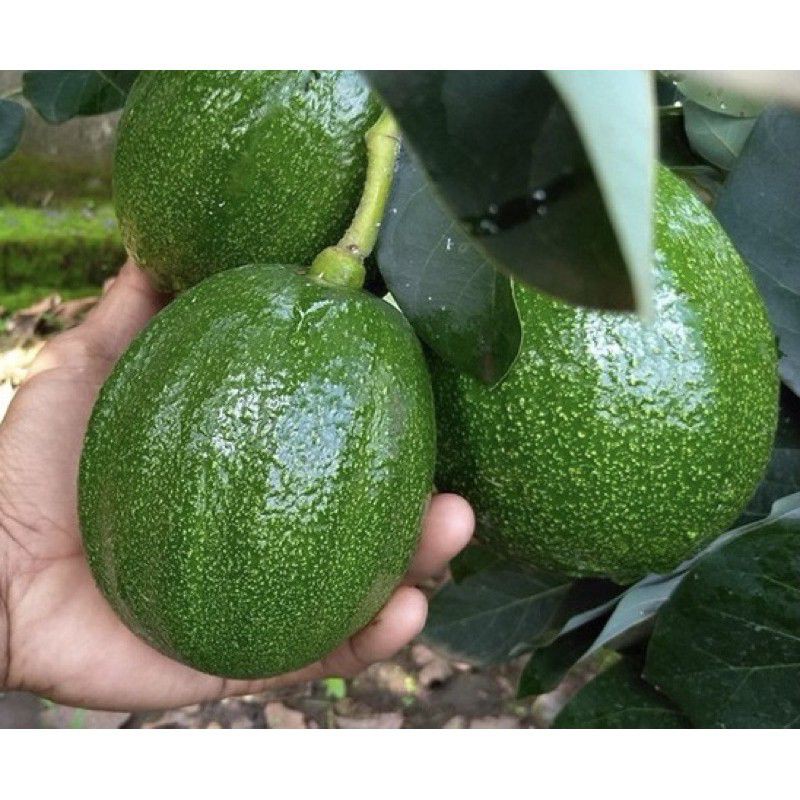 BIBIT TANAMAN ALPUKAT MARKUS/KENDIL(BATANG BESAR)