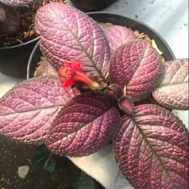 Tanaman Hias Episcia - Daun Beludru - Flame Violet - Tanaman Karpet - Lace Flower