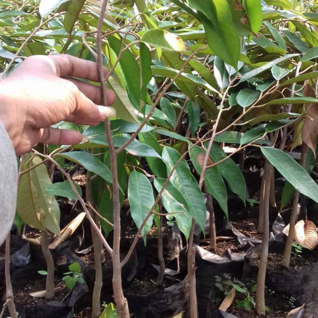 COD Bibit tanaman durian montong