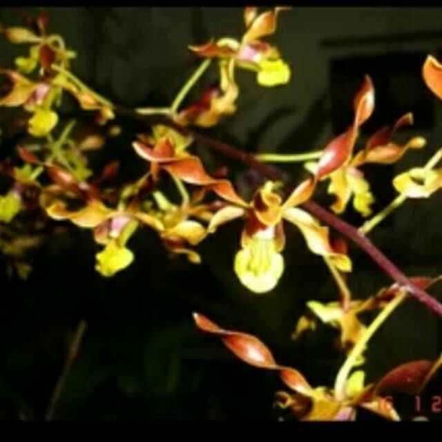 Anggrek Dendrobium gouldii brown botol Anggrek Dendrobium Keriting Melintir Seedling Dendrobium Pra 