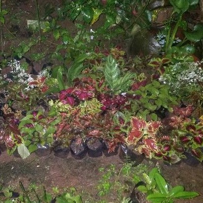 Paket 6 macam miana /bunga caleus/iler/jawer kotok/kathok suek bunga (hidup berakar)