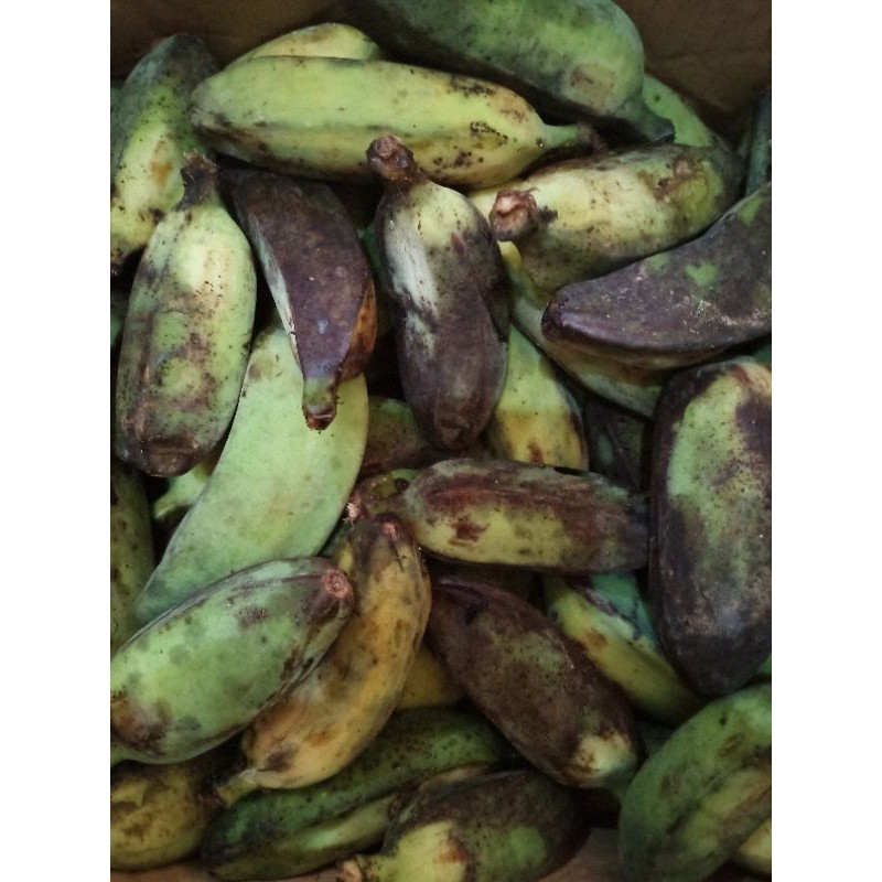 Pisang Kepok Hijau Kalimantan 1 Sisir Fresh