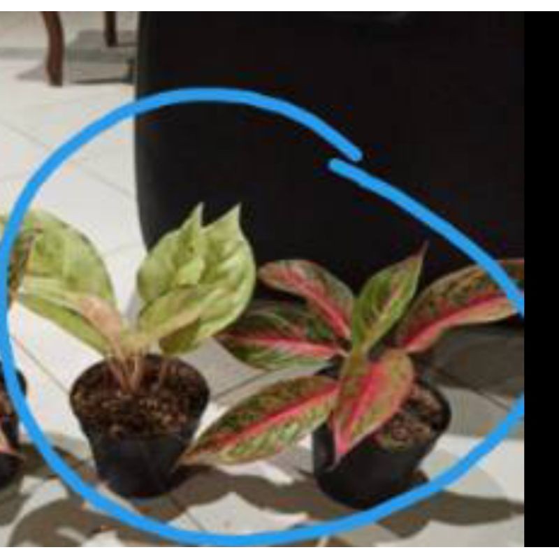 aglonema frozen + red metalik