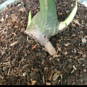 TERLARIS BONGGOL MONSTERA VARIEGATA