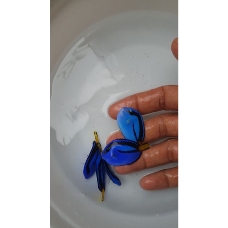 Murah ikan hias air laut Dori S