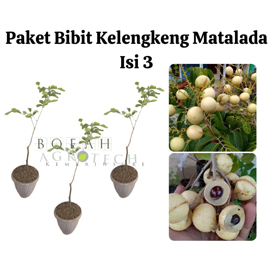 Paket Hemat Bibit Kelengkeng Matalada Okulasi Isi 3 Bonus Bibit Strawberry+Polibag