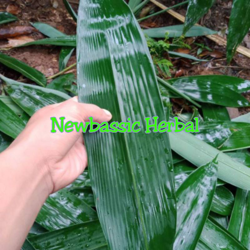 

daun bambu untuk herbal atau untuk bungkus bacang