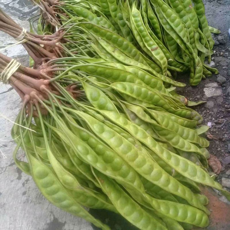 

GRATIS JENGKOL 1KG.pete rua super pilihan 100%mantap(sepesial)