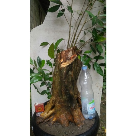 bahan bonsai ampelas style fomal amplas preh putih lokal