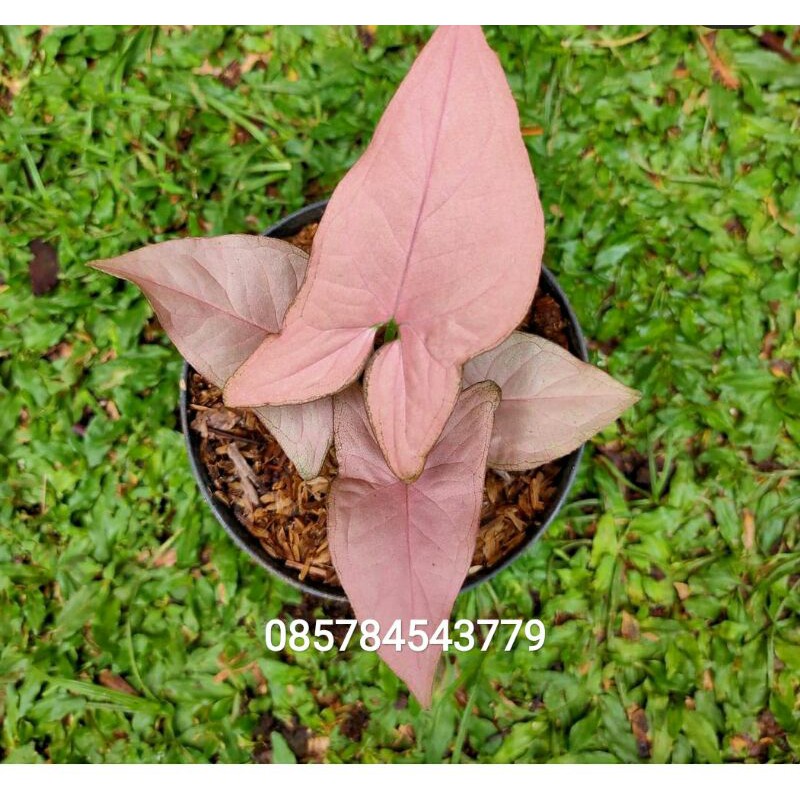 syngonium Pink Robusta