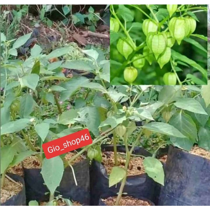 Bibit cecenet herbal