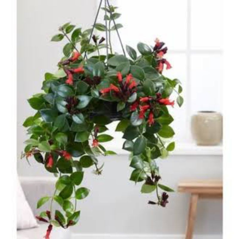 TANAMAN LIPSTIK PLANT/tanaman gantung lipstik bunga merah/bunga lipstik/bunga gantung