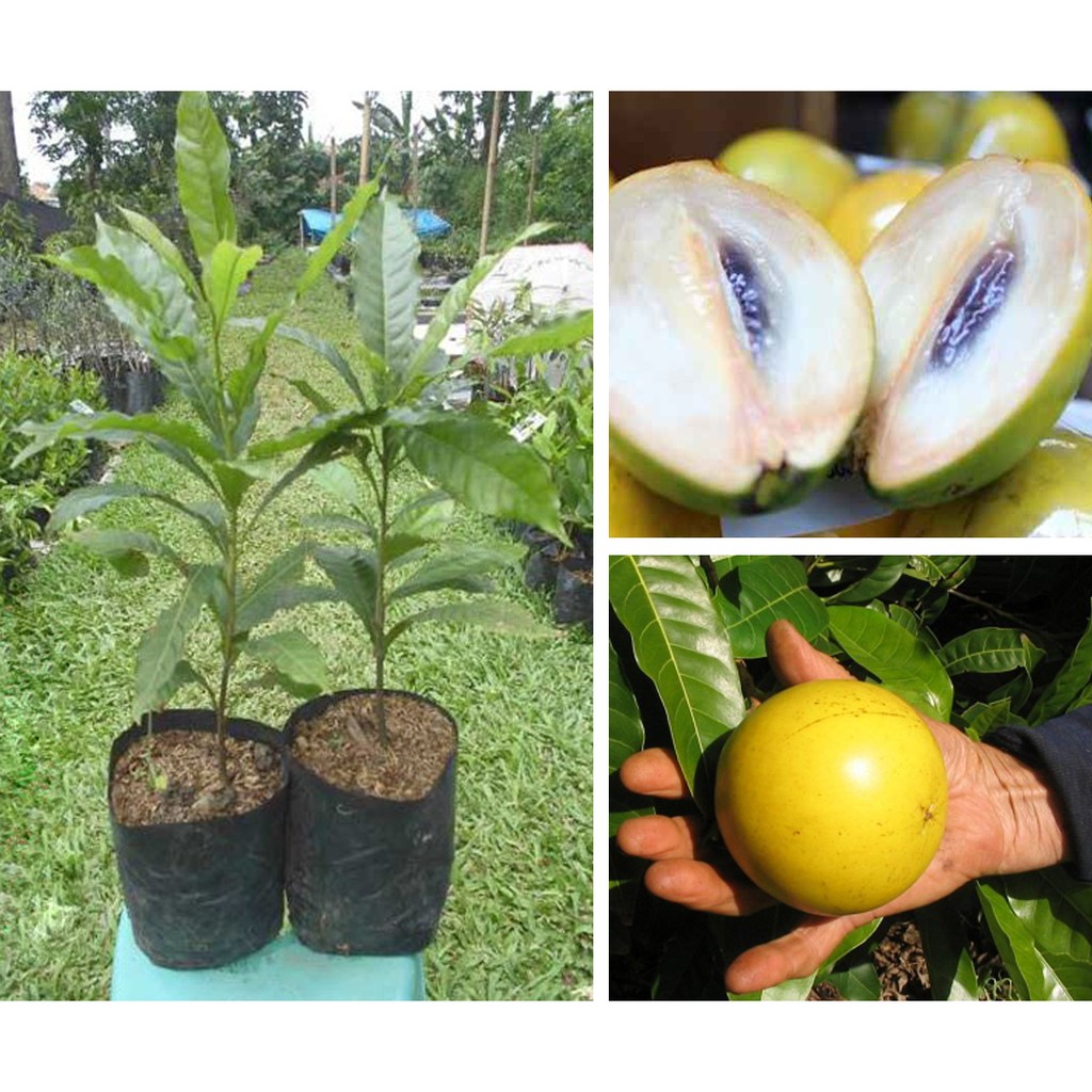 bibit buah sawo abiu