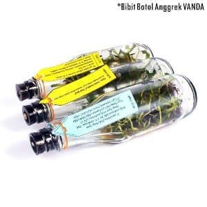 Benih Bunga Anggrek VANDA Botol