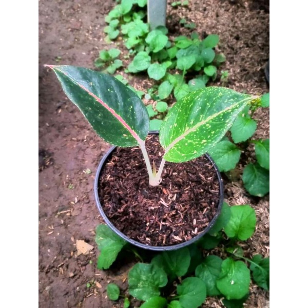 aglonema Shinta cantik anakan baby alam indah flora