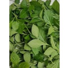 

Daun pecutkuda atou daun jarong segar 500 gram