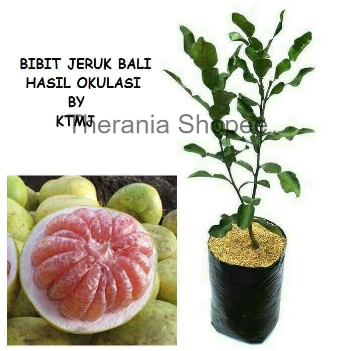 Bibit Tanaman Pohon Jeruk Bali Bibit Jeruk Bali Tanaman Jeruk Bali