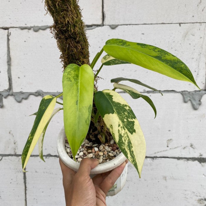 PROMO philodendron domesticum variegata / philodendron domesticum varigata murah