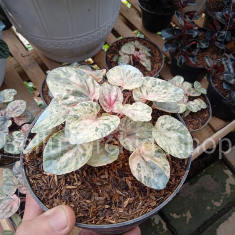 Bibit Peperomia varigata / peperomia caperata variegata pink lady