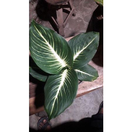 Aglonema Diven Gurita dewasa