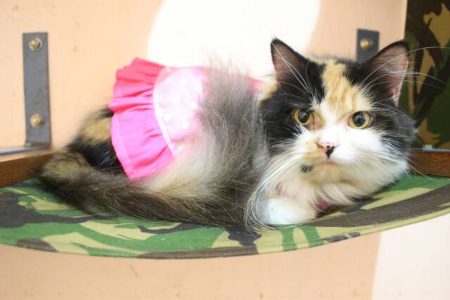 Dress pink polkadot imut banget untuk kucing dan anjing size S M L XL