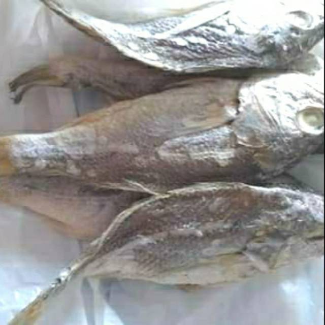 

Ikan kepala batu