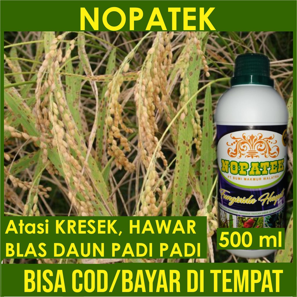 Fungisida Hayati Obat Hama Kresek Padi, Obat Hawar Padi, Obat Blas Padi Terbaik 100% Ampuh