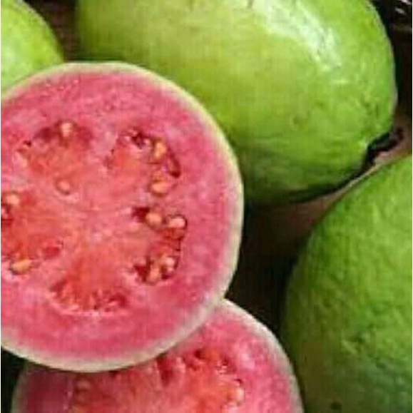 Bibit Jambu Biji Bangkok Merah Okulasi