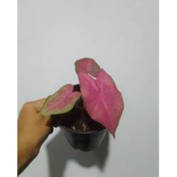 Bunga Keladi Caladium Sexy Pink Cantik Murah Berkualitas