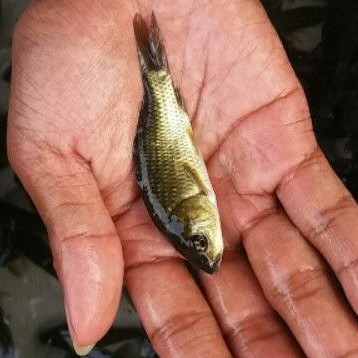 Bibit Ikan Mas Murah