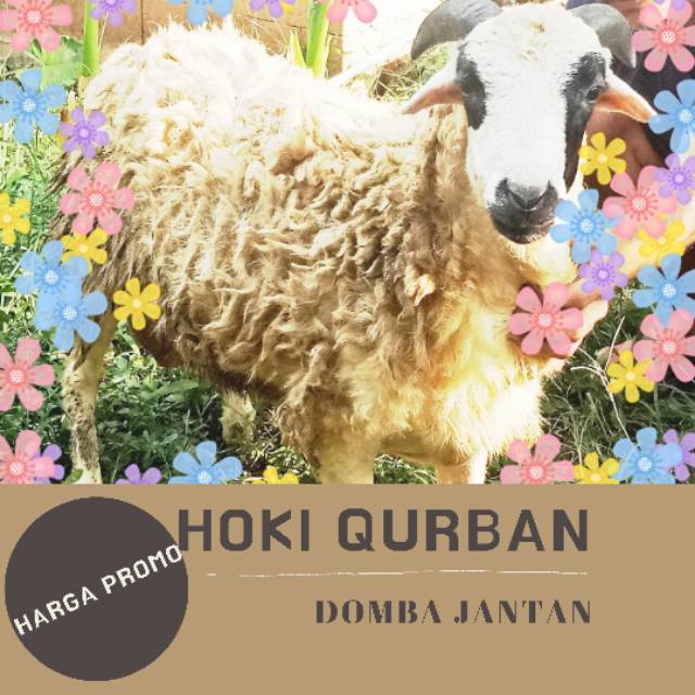 

Domba Jantan Aqiqah - Berat ~ 18-20 Kg
