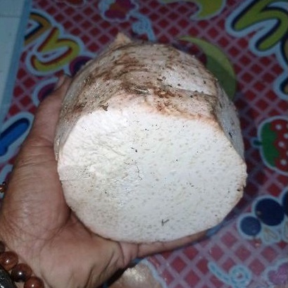 

Umbi talas ketan_bandung1kg