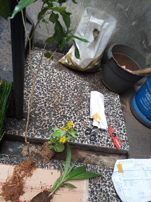 Tanaman Hias Melati - Melati Kaca Piring - Kaca Piring - Gardenia Augusta