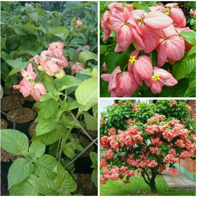 200 Gambar Bunga Nusa Indah Merah Terbaru - Gambar ID