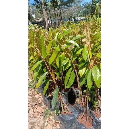 Bibit durian bawor kaki 3 super